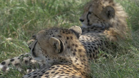 Close up of two cheetahs lying in the grass