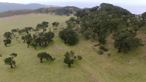 Aerial view of old and rare Fanal laurisilva forest on Madeira island, Portugal