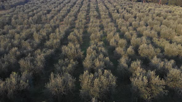 Olive tree grove aerial view in Italy