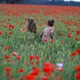 Children Playing in the Poppy Field - VideoHive Item for Sale