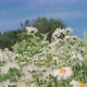 Daisy Flowers Dancing In The Wind - VideoHive Item for Sale