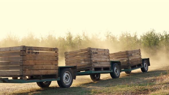 Apple Harvest. the Tractor Carries Empty Wooden Crates, Boxes in Farm Orchard. Sunset, Autumn Sunny