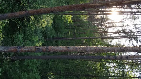 Vertical Video of a Beautiful Green Pine Forest on a Summer Day Slow Motion