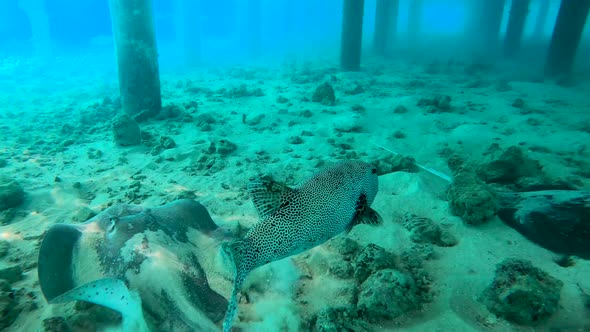 Starry Puffer Fish Arothron Stellatus with Two Manta Rays in Maldives