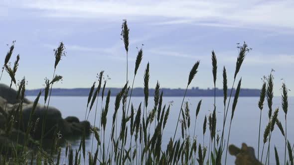 Shore Grass 08