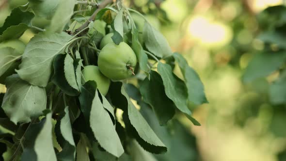 Tree with Green Apples on Branch Grown