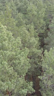 Vertical Video of the Forest Landscape Aerial View Slow Motion