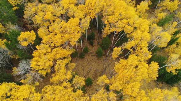 Aerial view over colorful Aspen trees during Fall in Idaho