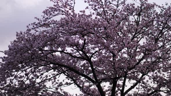 Sakura cherry blossom in Japan beautiful