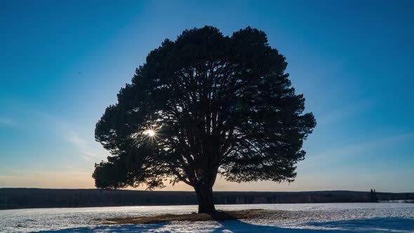 Hyperlapse Beautiful Sunset on the Background of a Lonely Pine Tree in a Field Time Lapse Spring