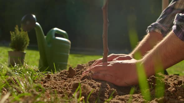 Closeup of a Man Planting a Tree in the Garden