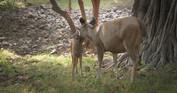 Beautiful Mother Sambar Deer or Rusa Unicolor Washing Baby Deer in the Forest of Ranthambore