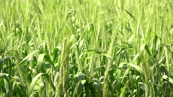 Barley Green Field