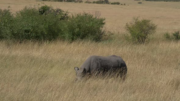 Rhinoceros grazing in Masai Mara National Reserve