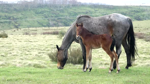 foal brumby standing beside its mother at kosciuszko