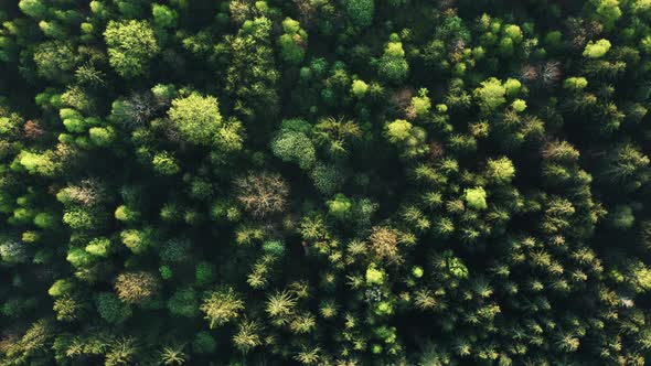 Aerial Cinematic View Flight Over Green Forest on Summer Sunny Day