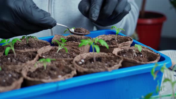 Young Tomato Sprout in a Peat Pot Closeup