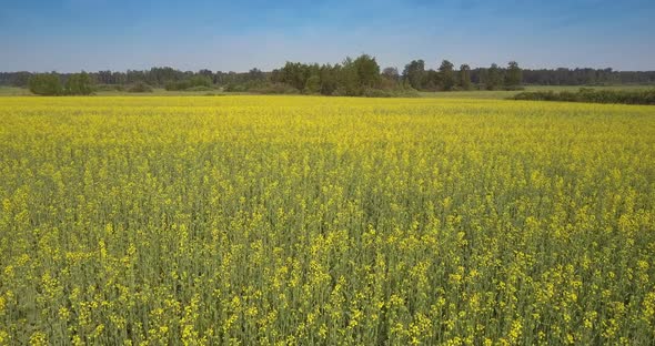 Motion Above Yellow Rape Flowers To Forest Under Blue Sky