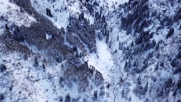 Winter Forest and High Mountains Covered with Snow