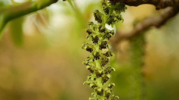 Walnut Juglans Regia Catkins Flowers Tree Close-up Macro Detail Blossom Male Spring Green Plant