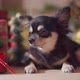 cute chihuahua dog  smile and joyful with christmas tree decorating - VideoHive Item for Sale