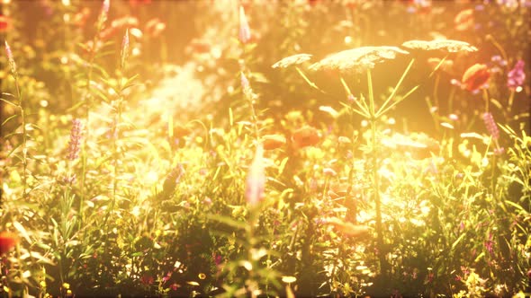 Wild Field of Flowers at Sunset