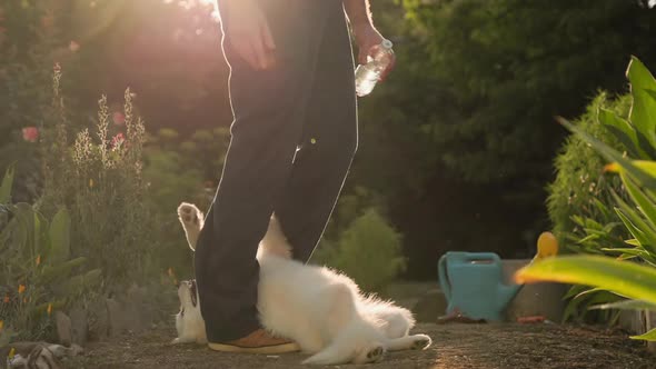 Happy dog day. Smiling adult man in a straw hat and overalls stroking white Samoyed puppy