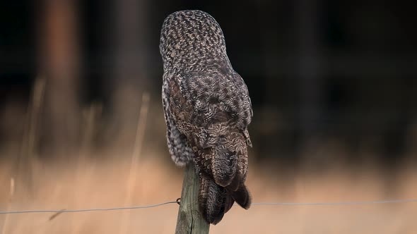 A Great Gray Owl Video Clip