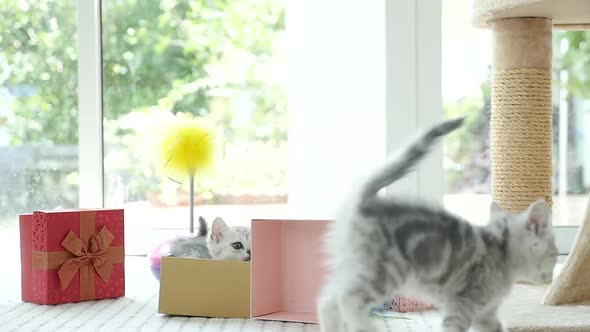 Cute Tabby Kitten Playing In A Gift Box With Christmas Decoration