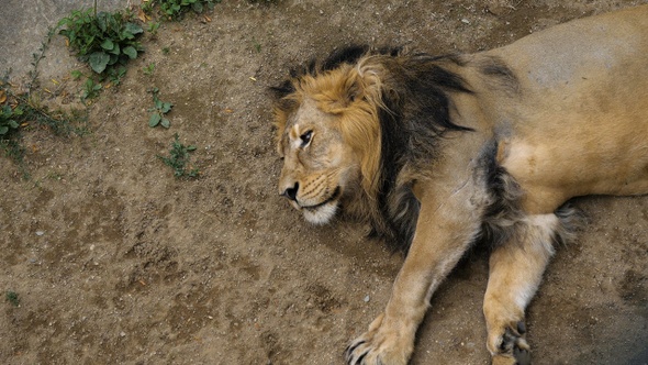 African lion sleeping on a hot summer day.