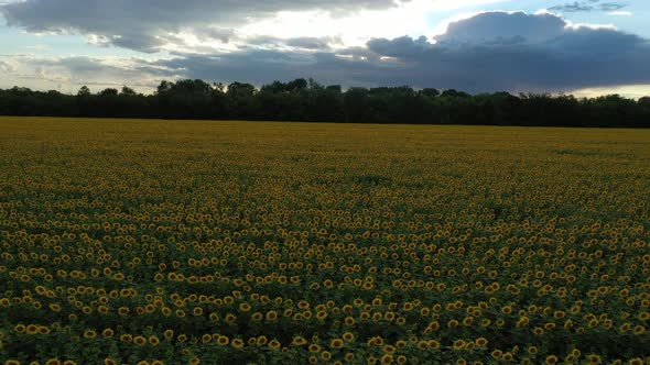 Sunset At The Sunflower Field Aerial View 13