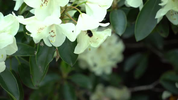 Bee on a White Rhododendron