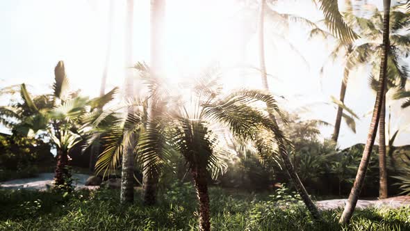 Light Ray in a Jungle Rainforest