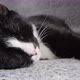 Kitten sleeping on a couch - VideoHive Item for Sale