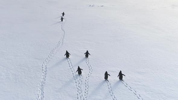Cute Gentoo Penguin Group Travel Arctic Snow Land