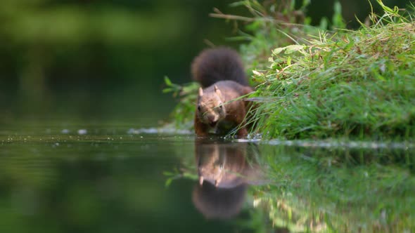 Red squirrel forages on grassy bank, swims through still water; low angle