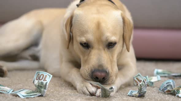 Labrador Eating Dollar Banknotes on Floor Closeup, Pet Behavior Problem, Credit