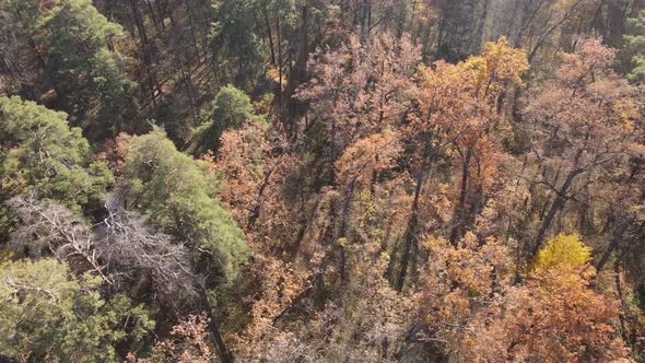 Forest with Trees in the Fall