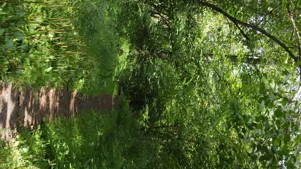 Vertical Video of a Summer Beautiful Forest in the Afternoon