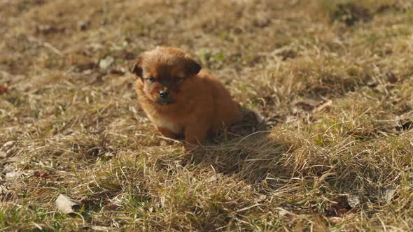 Puppy Sitting on the Lawn