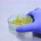 Scientist Shows An Experimental Plant 00 - VideoHive Item for Sale