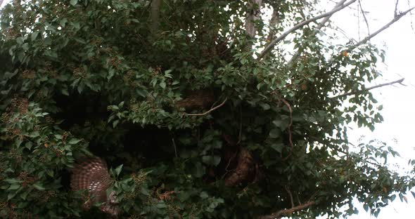 Eurasian Tawny Owl, strix aluco, Adult in Flight, Taking off from Tree, Normandy, Slow motion 4K