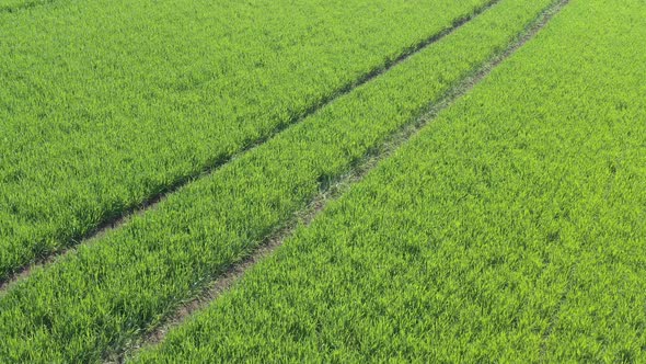 Green wheat grass with tractor tire marks after spraying 4K aerial video