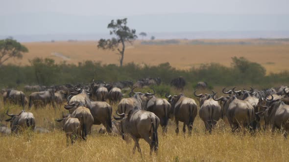 Rear view of gnus in Masai Mara