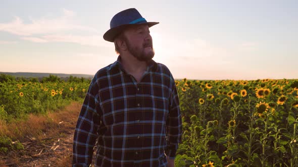 Front View Tracking of Agronomist Man Farmer Walking Sunflower Field on Sunset