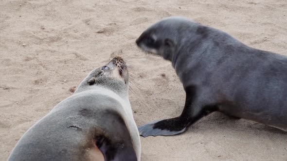 A huge seal colony in Namibia