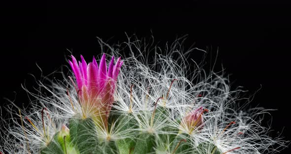 Pink Flower Timelapse of Blooming Mammillaria Cactus Opening