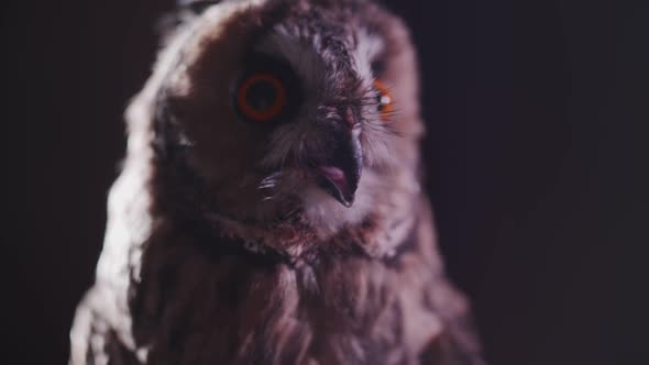 owl on a dark background with big eyes