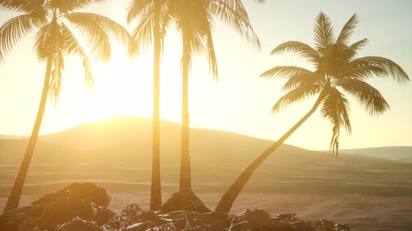 Palms in Desert at Sunset