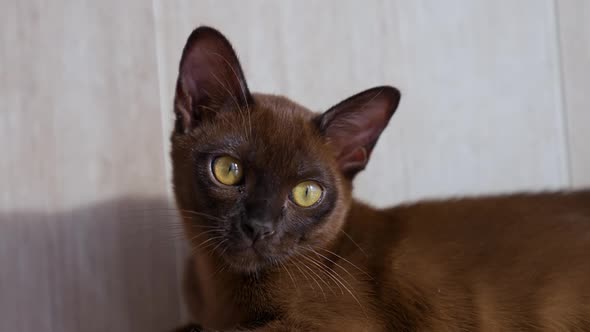 Adorable brown cat is lying on the white floor. 